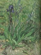 Vincent Van Gogh The Iris (nn04) painting
